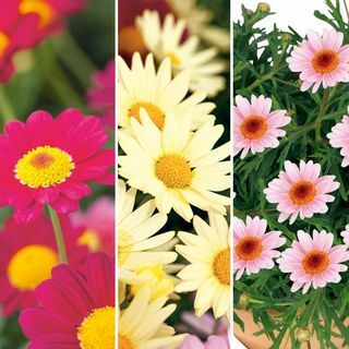 Argyranthemum växter - Pretty Daisies Collection