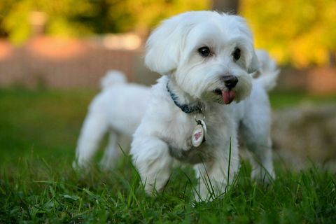 Maltesisk hundspring i gräset