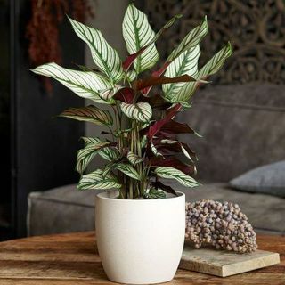 Calathea 'Whitestar'