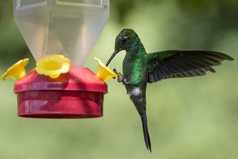 Kolibrier från Costa Rica