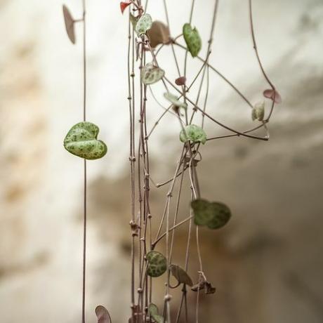 Ceropegia woodii. Stadsdjungel. Vinterträdgård med växter, blommor. Trädgård i huset, transplantera krukväxter