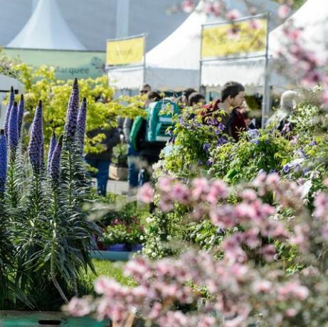 Cardiff Flower Show 2019