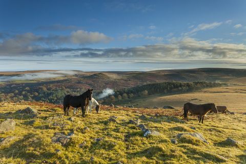 Dartmoor-ponnyer