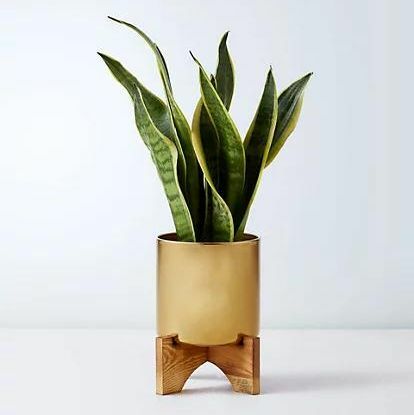 Sansevieria plåt med träställ