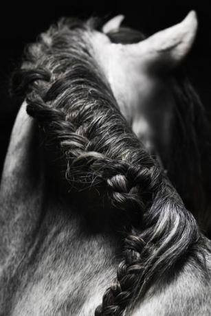 hästar-med-stor-hår