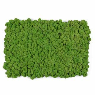 Levande vägg Moss Tile