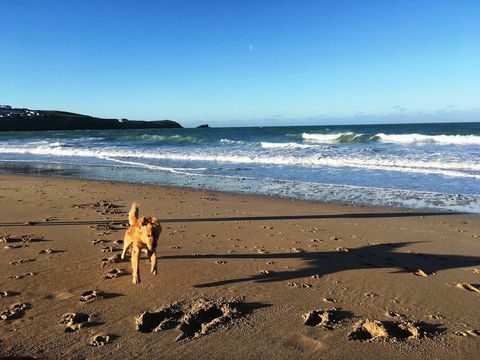 Flygfoto över Newquay i Cornwall, Storbritannien