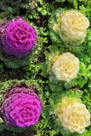 vinterblommor i trädgården i levent, istanbul, kalkon