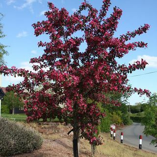 Malus 'Toringo Scarlett