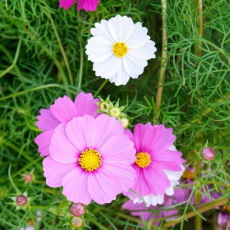 växande snittblommor kosmos