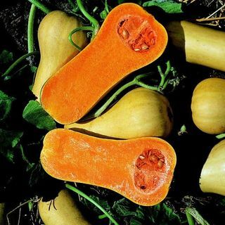 Squash 'Butternut'