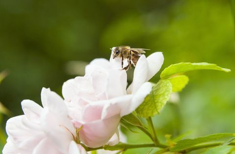 Närbild av bi landning på rosa ros