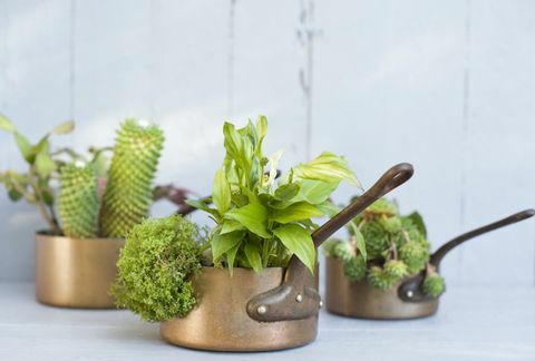 Suckulenter, kaktus och spathiphyllum planterade i metallkrukor