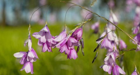 blomsterlökar-änglametspösläktet