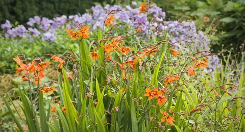 blomsterlökar-crocosmia