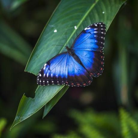 morpho fjäril morpho helenor ssp narcissus