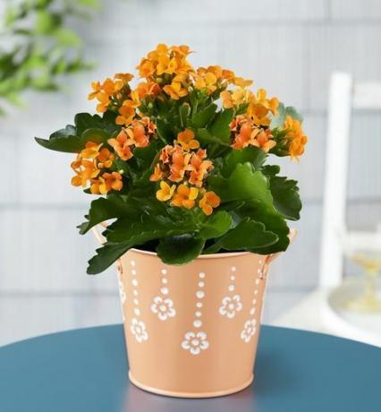 citrus kalanchoe växt