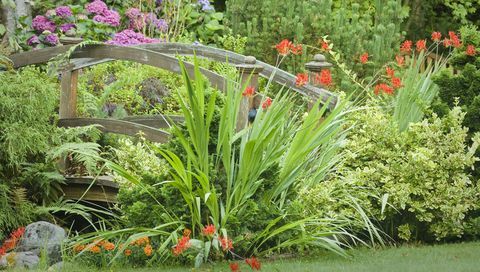 blomsterlökar-crocosmia-lucifer