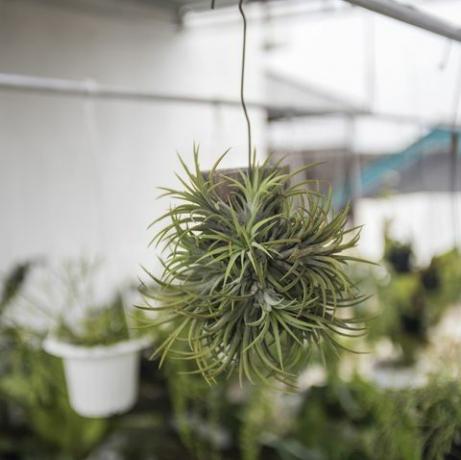 tillandsia växt bästa fuktighetsälskande krukväxter