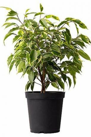 Spraglande Ficus Tree, 6 "kruka